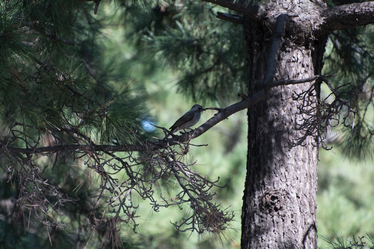 Brown-eared Bulbul - ML72259621
