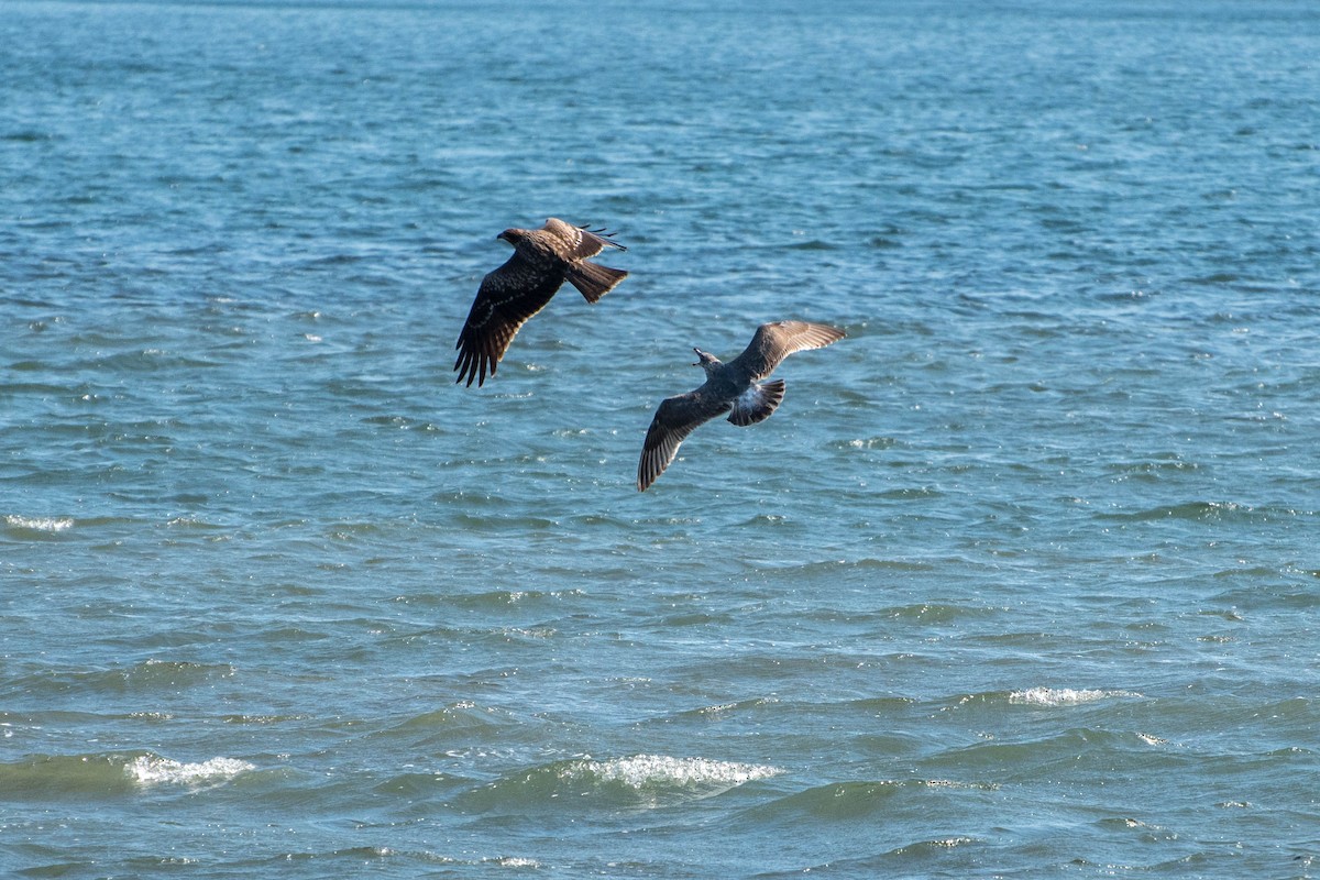 Black Kite - ML72259681