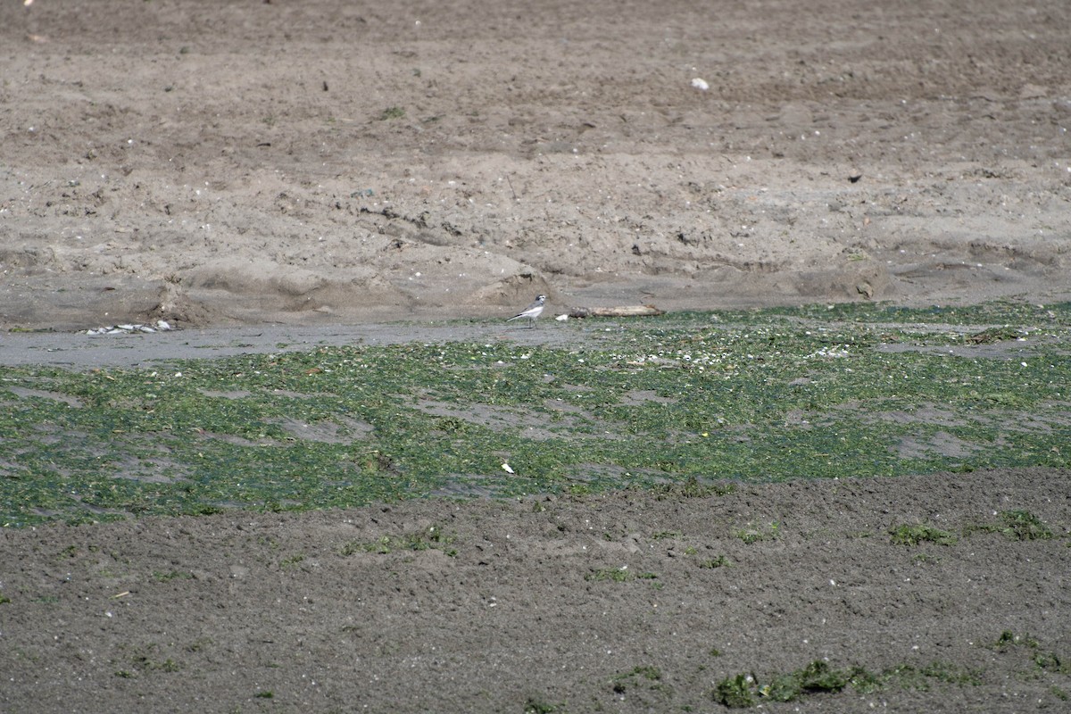 White Wagtail - ML72259691