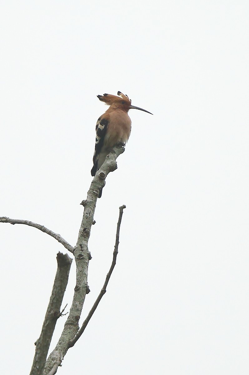 Eurasian Hoopoe - Albin Jacob