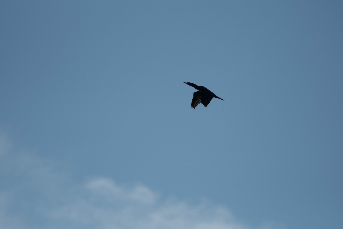 Great Cormorant - ML72259781