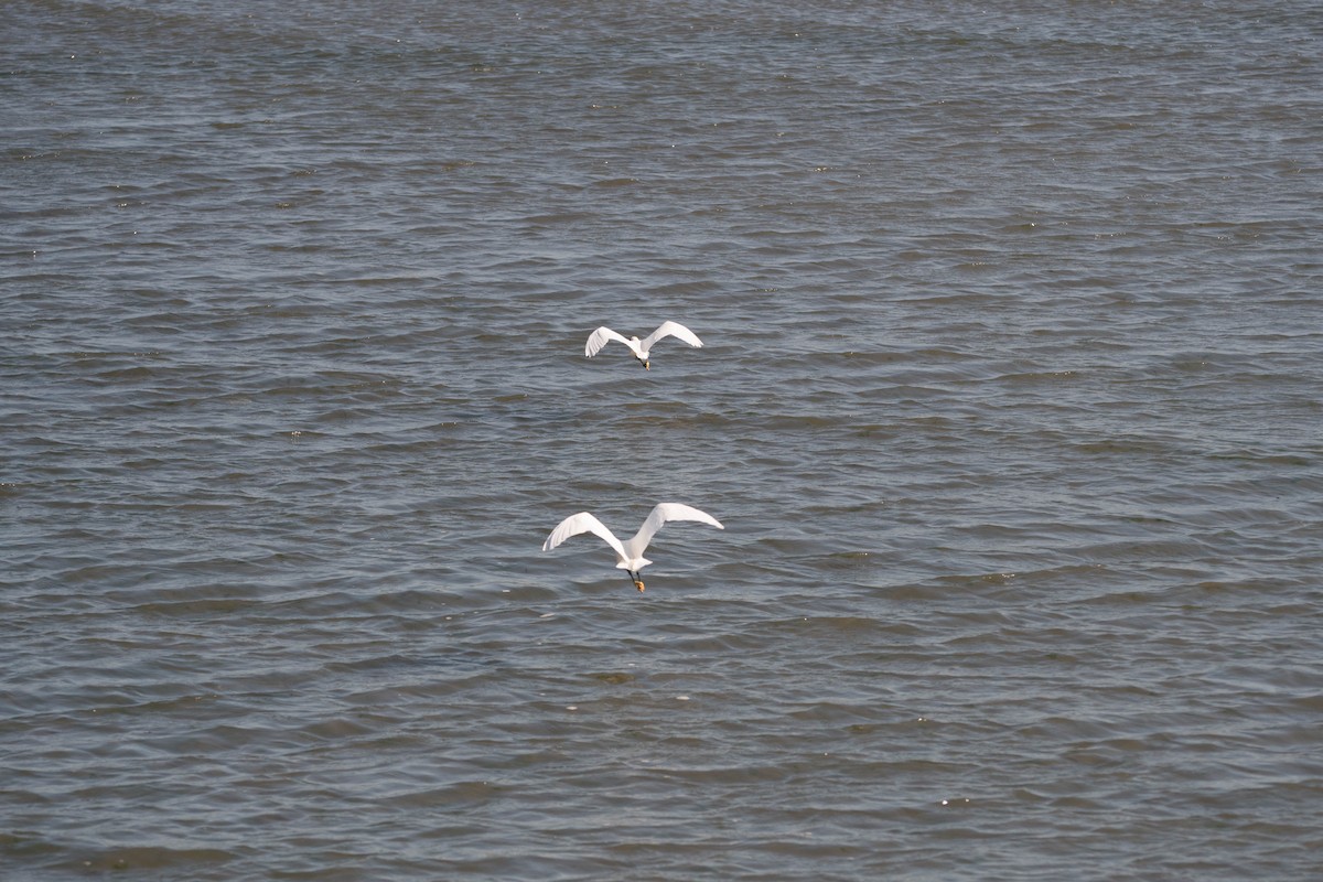 Little Egret - ML72259811