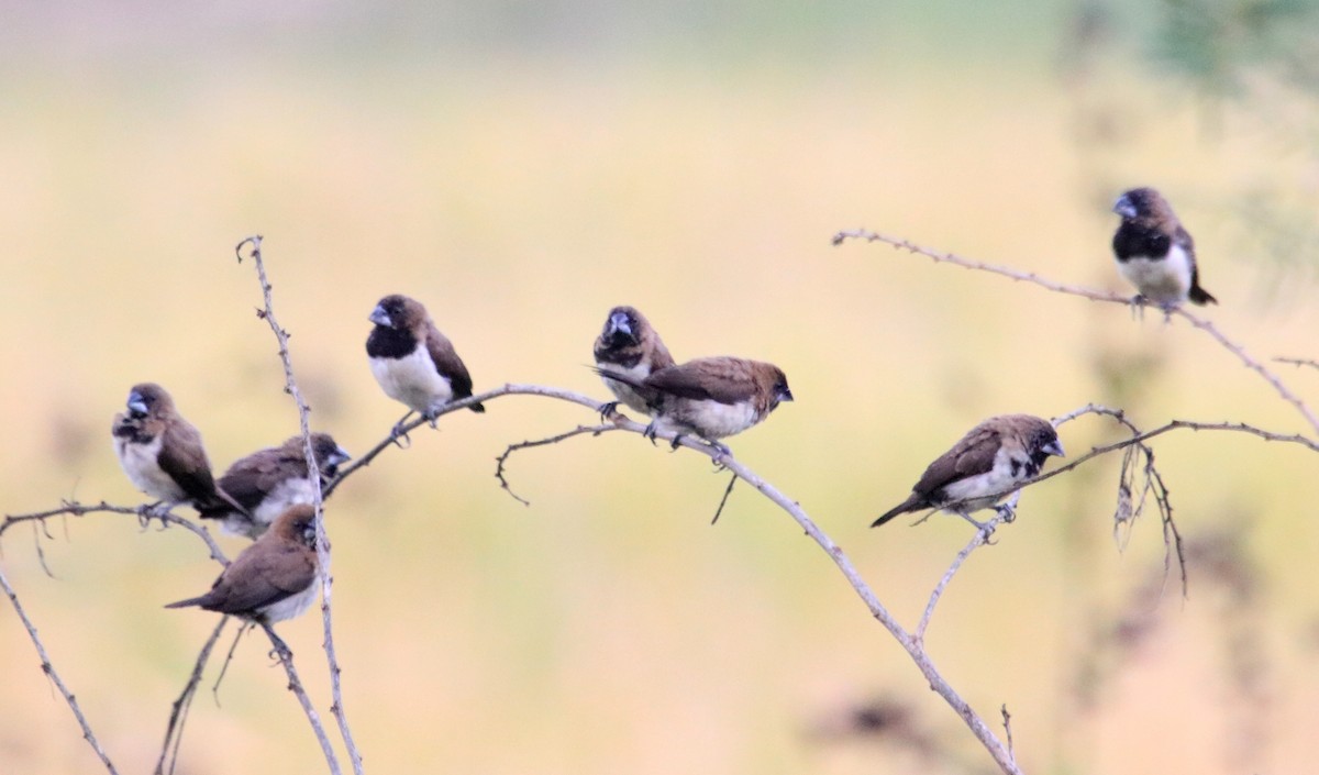 Javan Munia - ML72259971