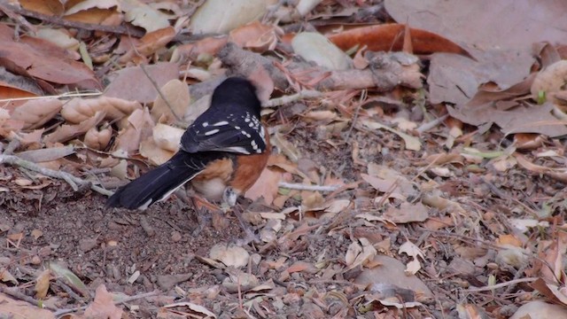 Spotted Towhee (oregonus Group) - ML722601