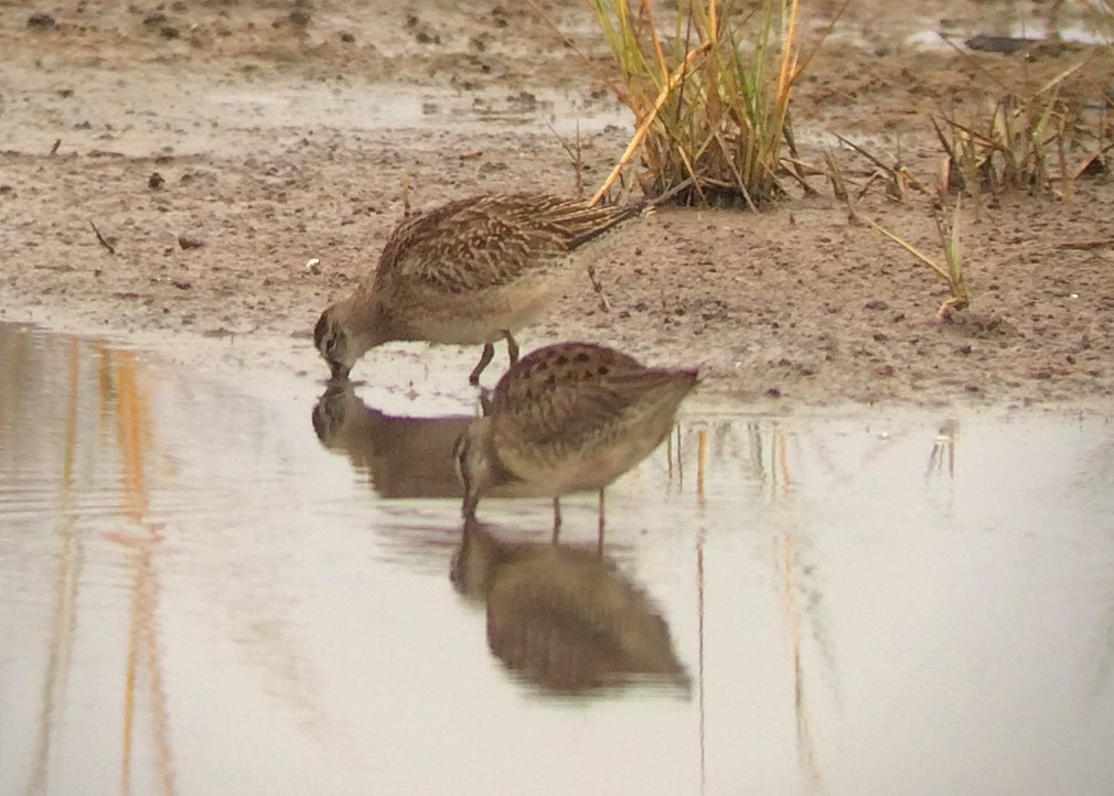Long-billed Dowitcher - ML72260151