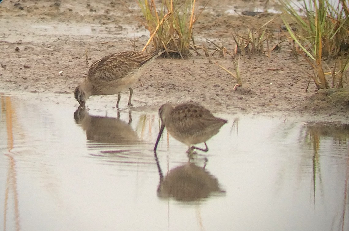 Long-billed Dowitcher - ML72260161