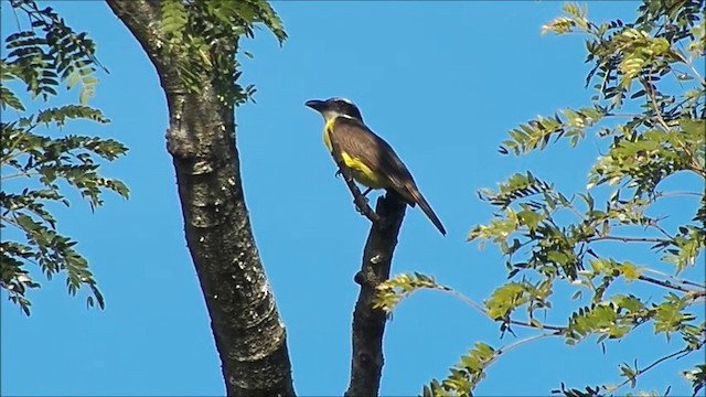 Boat-billed Flycatcher - ML722604