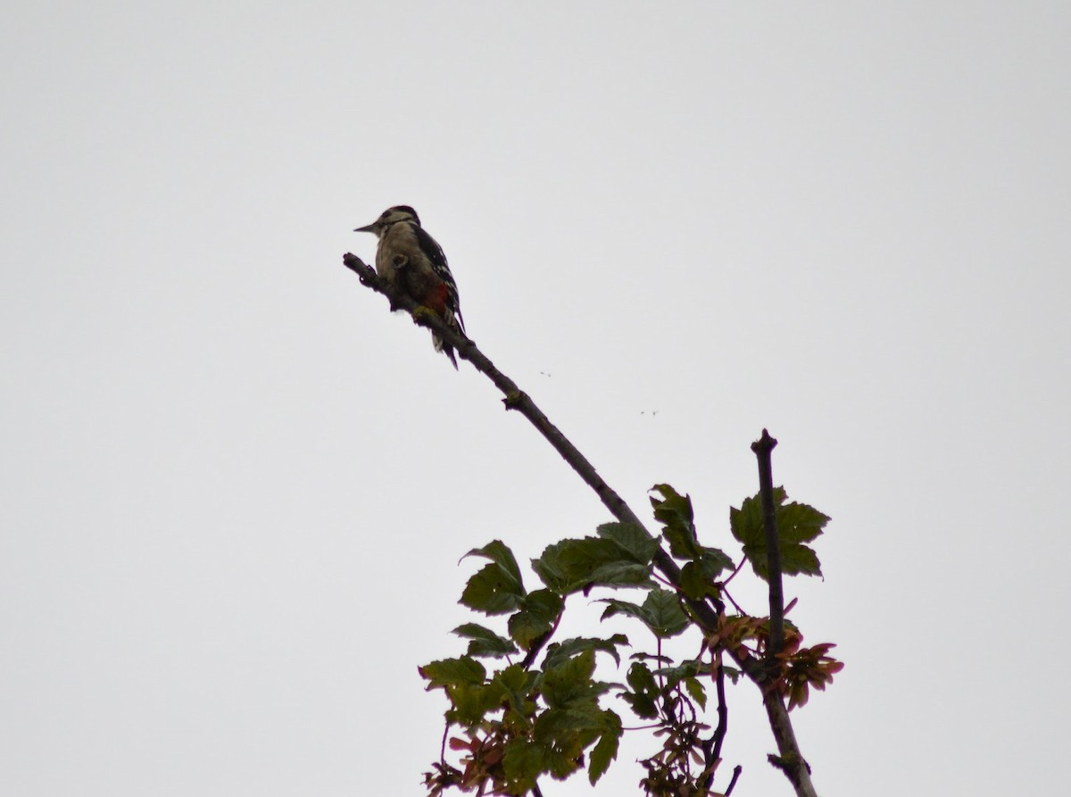 Great Spotted Woodpecker - Pam Pickersgill