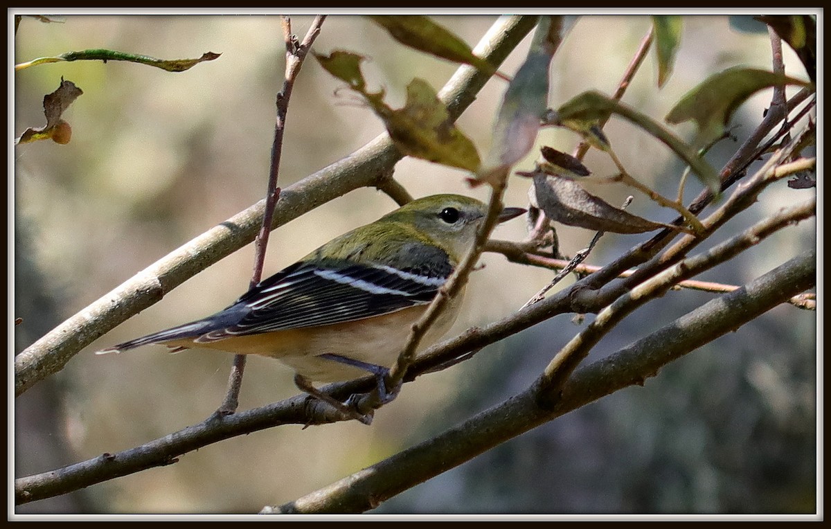 Bay-breasted Warbler - ML72261421