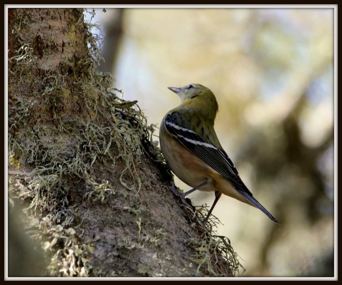 Bay-breasted Warbler - ML72261431