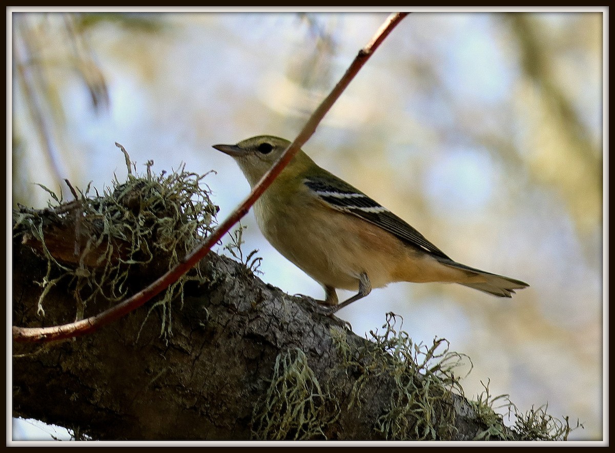 Bay-breasted Warbler - ML72261441