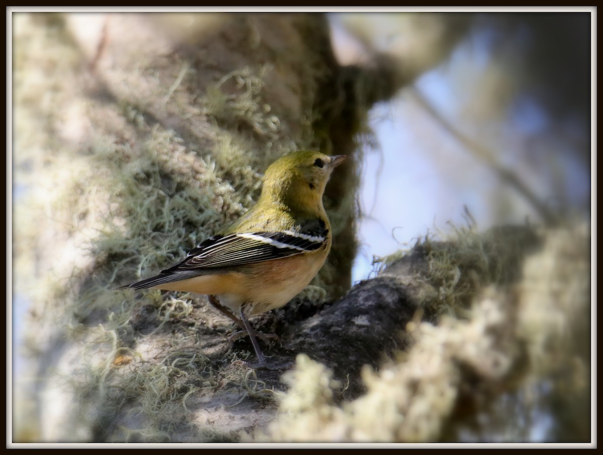 Bay-breasted Warbler - ML72261451