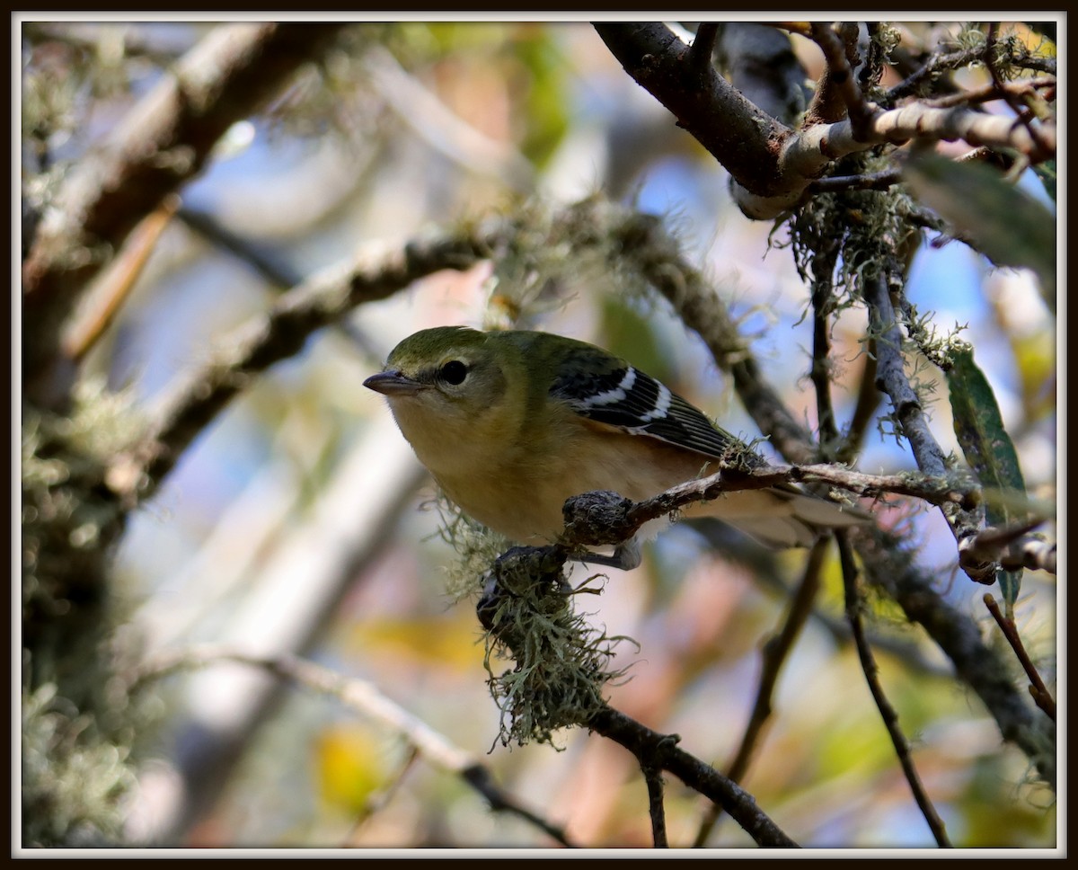 Bay-breasted Warbler - ML72261471