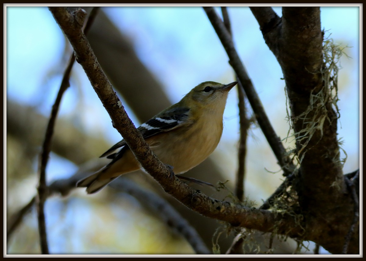 Bay-breasted Warbler - ML72261511