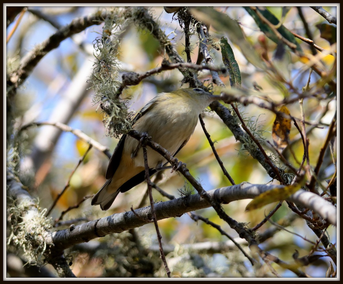 Bay-breasted Warbler - ML72261551