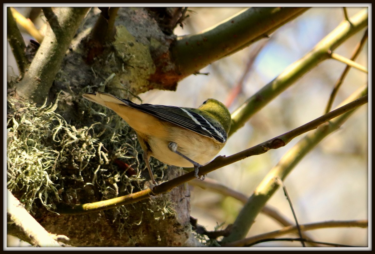 Bay-breasted Warbler - ML72261571