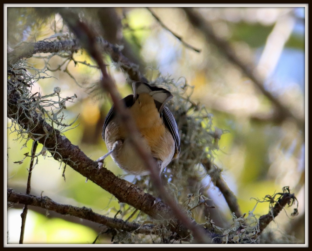 Bay-breasted Warbler - ML72261651