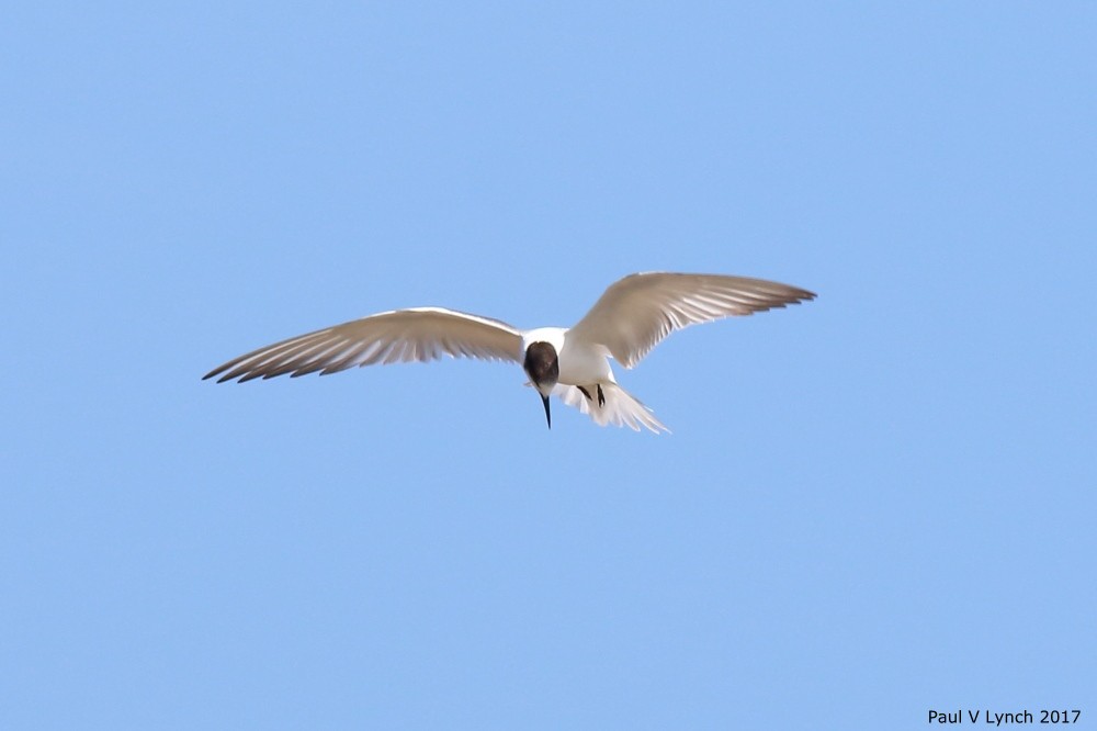 Common Tern (longipennis) - Paul Lynch