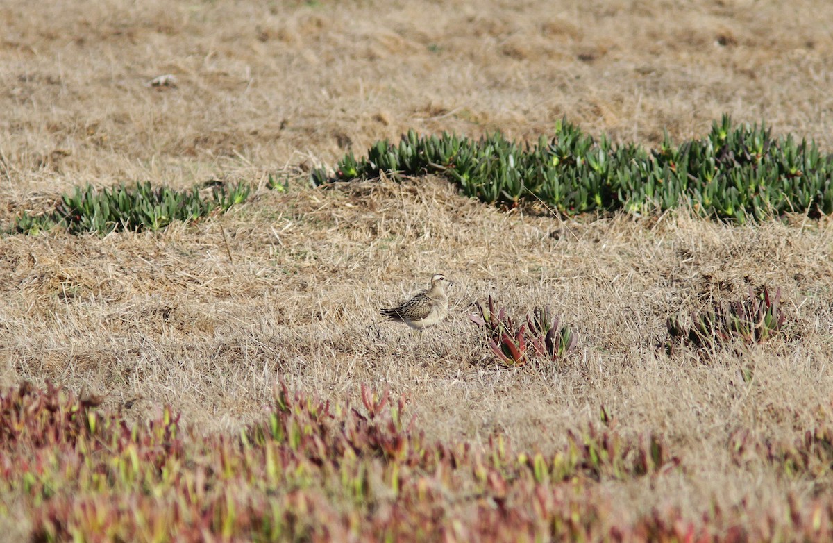 Eurasian Dotterel - ML72263021