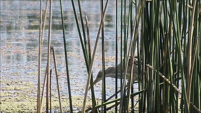 Stripe-backed Bittern - ML722634
