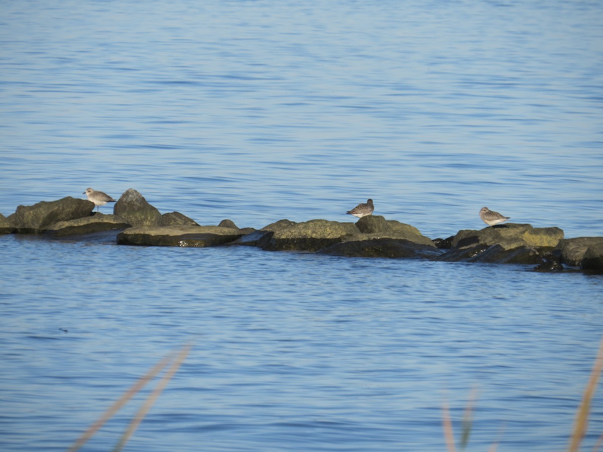 Black-bellied Plover - ML72263601