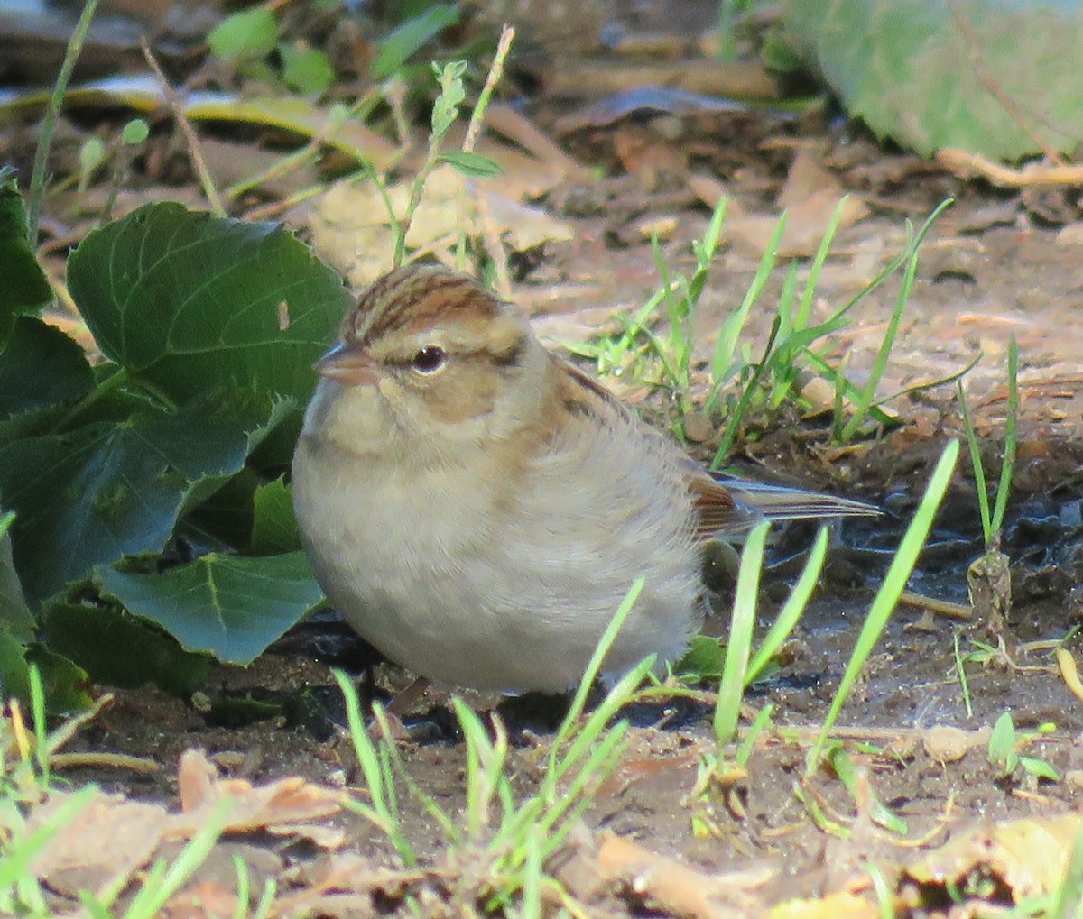 Chipping Sparrow - ML72264241