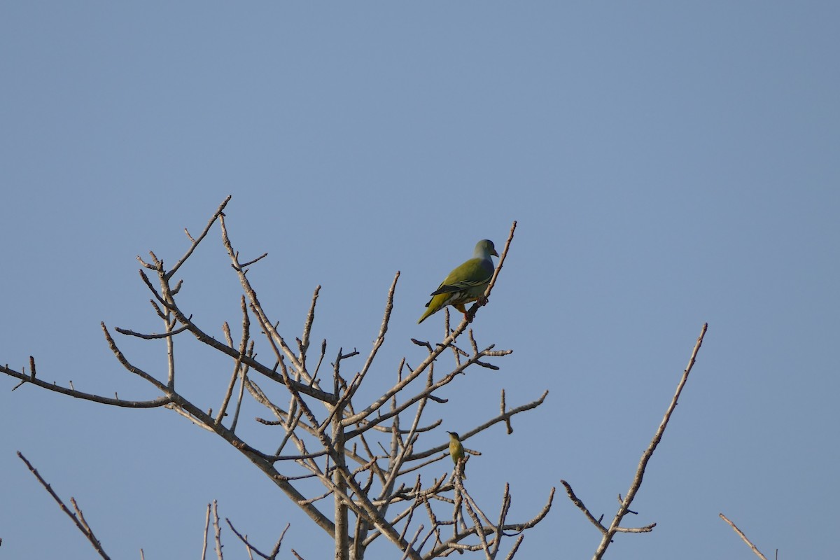 Африканский зелёный голубь - ML72264471