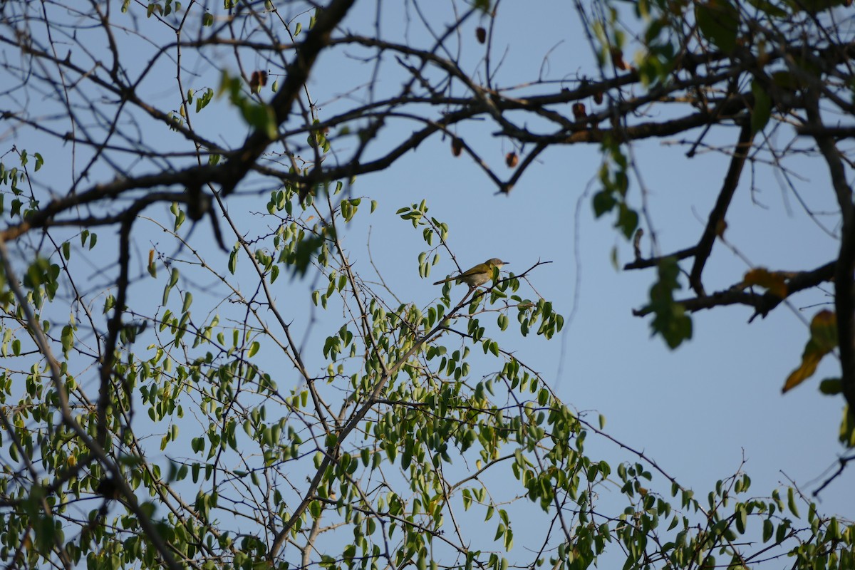 Apalis Pechigualdo - ML72264661