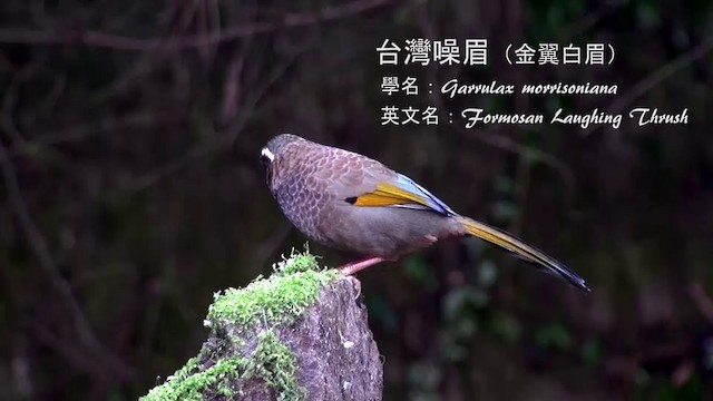 White-whiskered Laughingthrush - ML722647