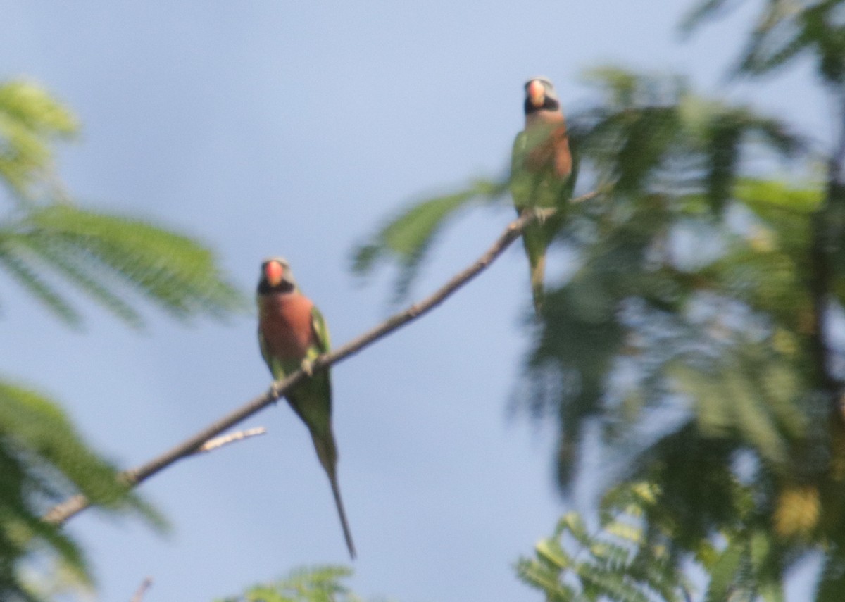 Red-breasted Parakeet - ML72264801