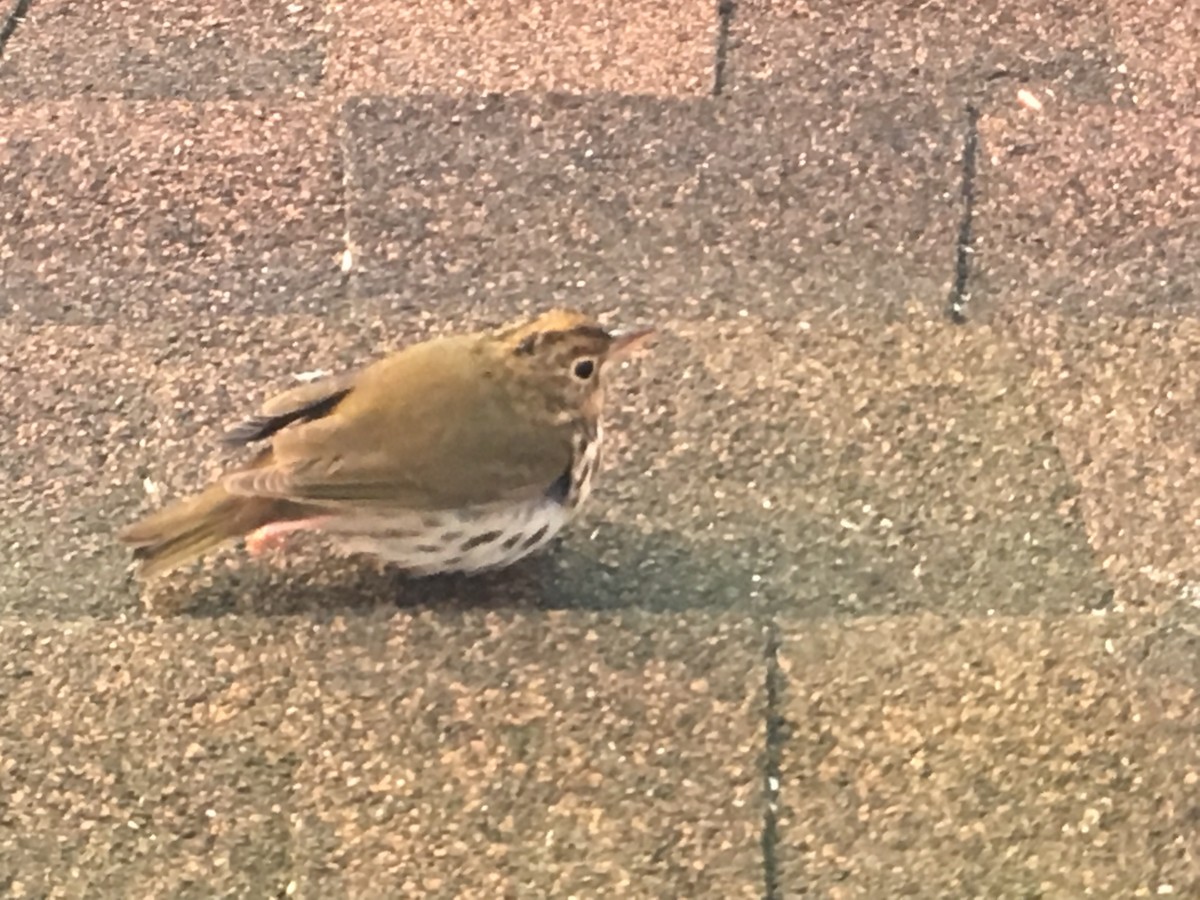 Ovenbird - ML72266931