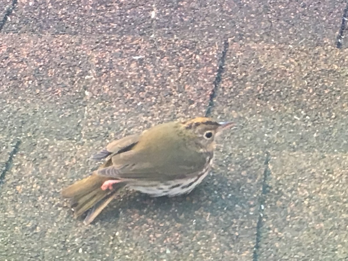 Ovenbird - ML72266951