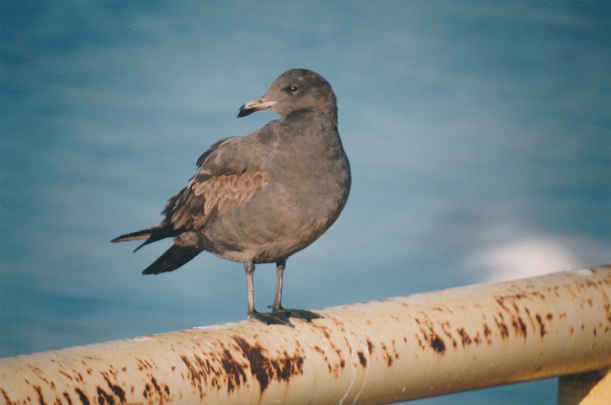 Heermann's Gull - ML72267431