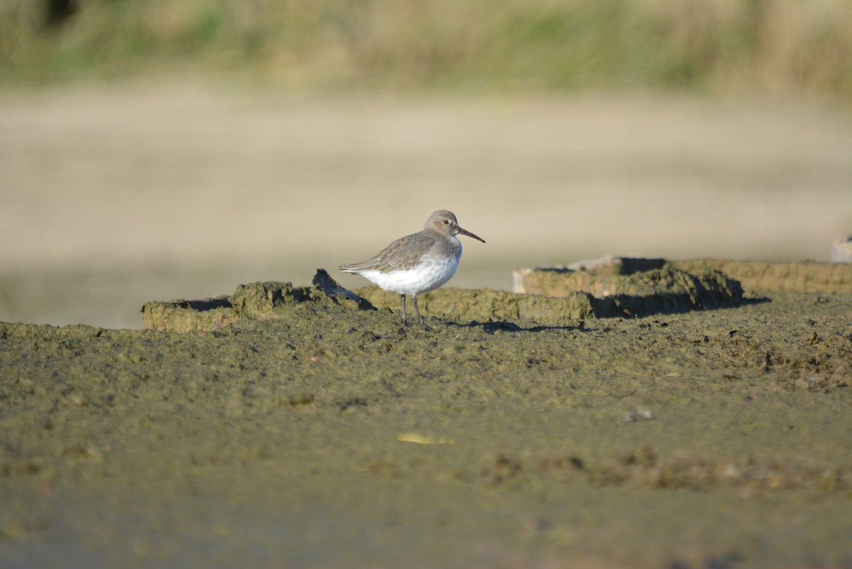 Dunlin - ML72268541