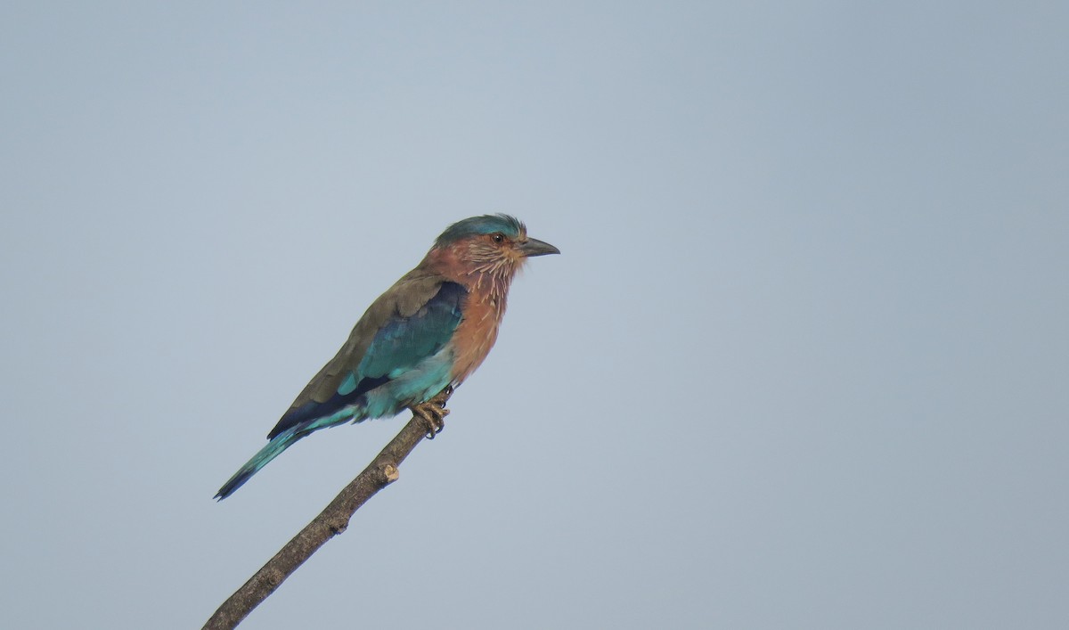 Indian Roller - Adhithyan NK