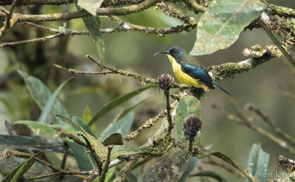 Lina's Sunbird - Forest Botial-Jarvis