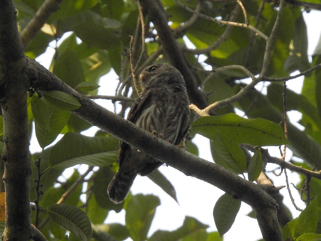 Ferruginous Pygmy-Owl - Richard Garrigues