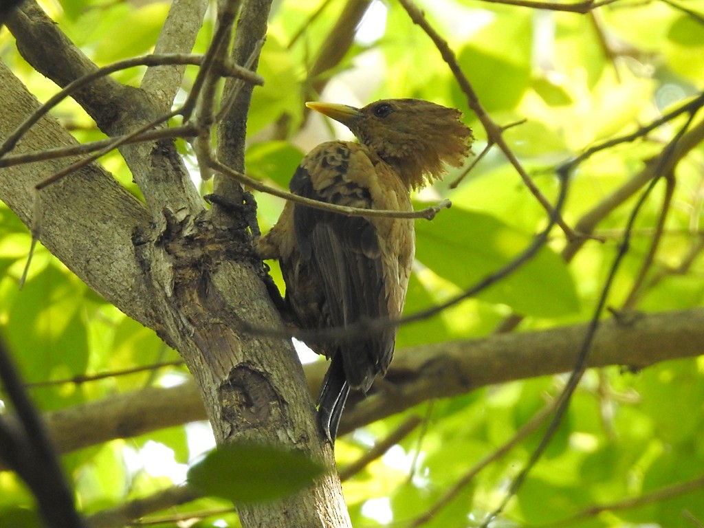 Cream-colored Woodpecker - ML72270901