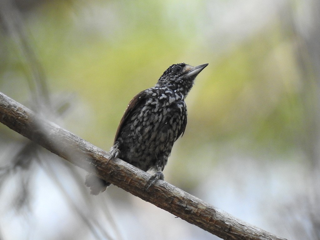 White-wedged Piculet - ML72271141