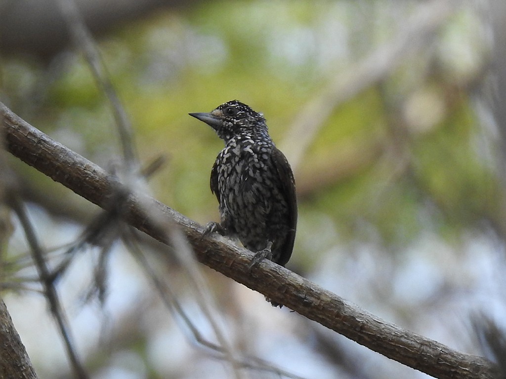 White-wedged Piculet - Richard Garrigues