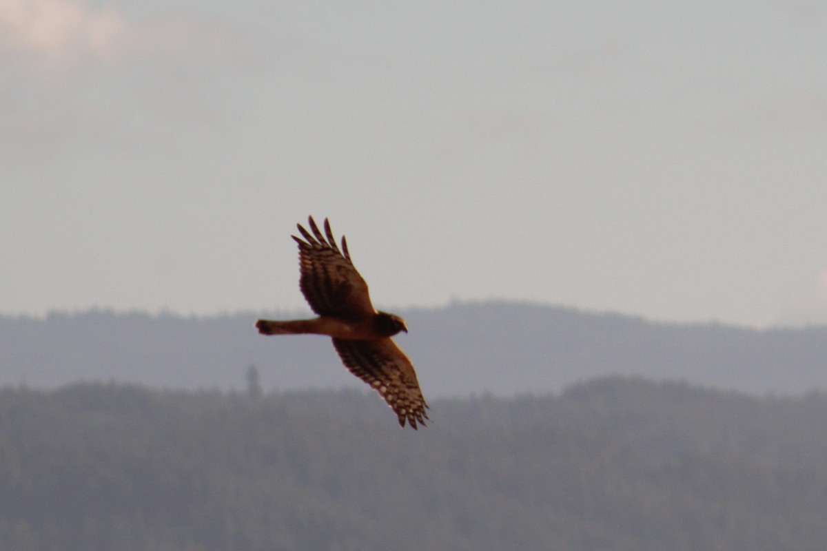 Northern Harrier - Toby Poffenberger