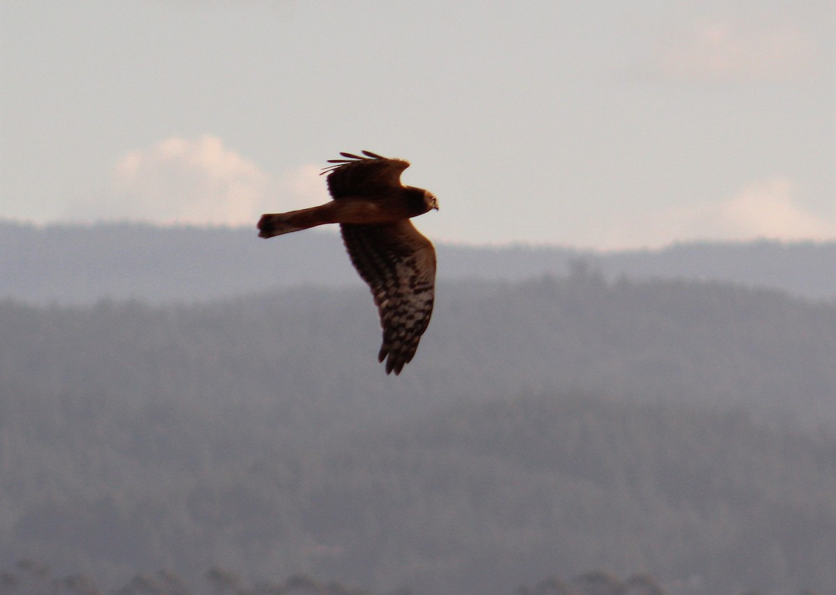 Northern Harrier - Toby Poffenberger