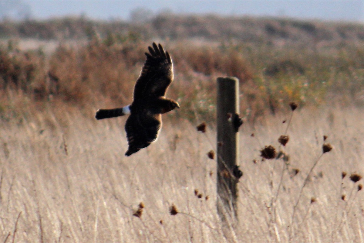 Northern Harrier - Toby Poffenberger