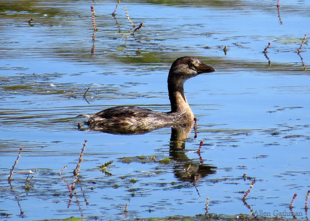 Pied-billed Grebe - Allen Gathman