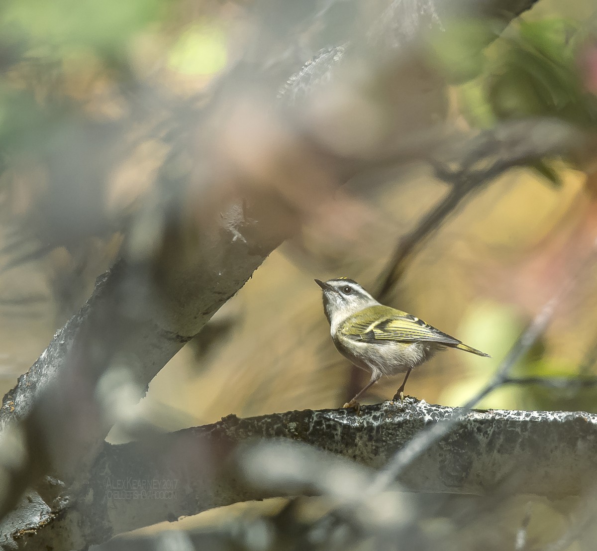 Golden-crowned Kinglet - ML72272151