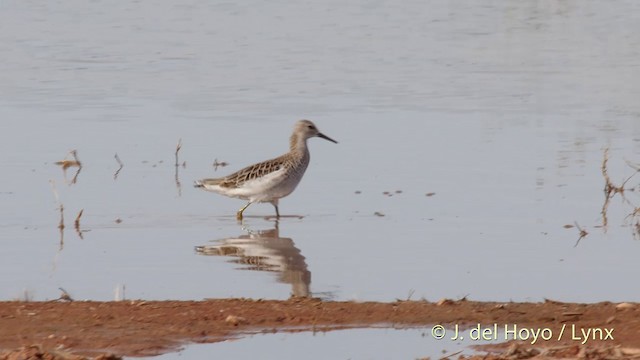 流蘇鷸 - ML722730