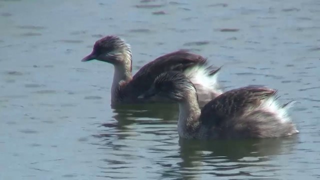 Hoary-headed Grebe - ML722731