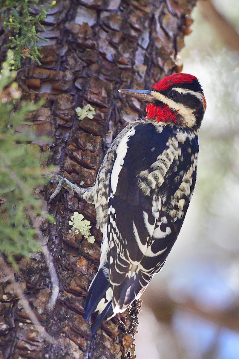 Red-naped Sapsucker - ML72273261