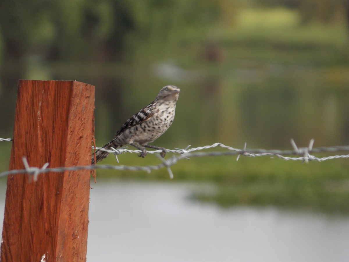Stripe-backed Wren - ML72274661