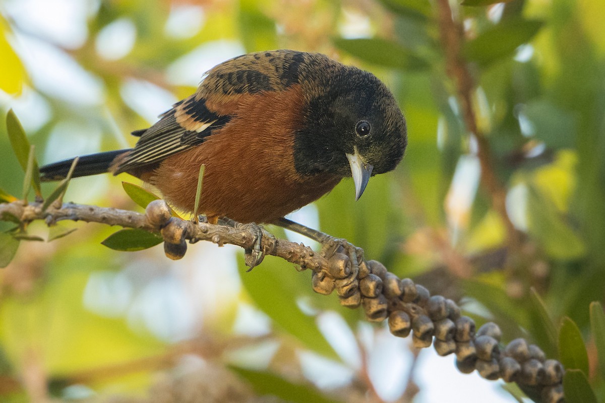 Orchard Oriole - Bradley Hacker 🦜